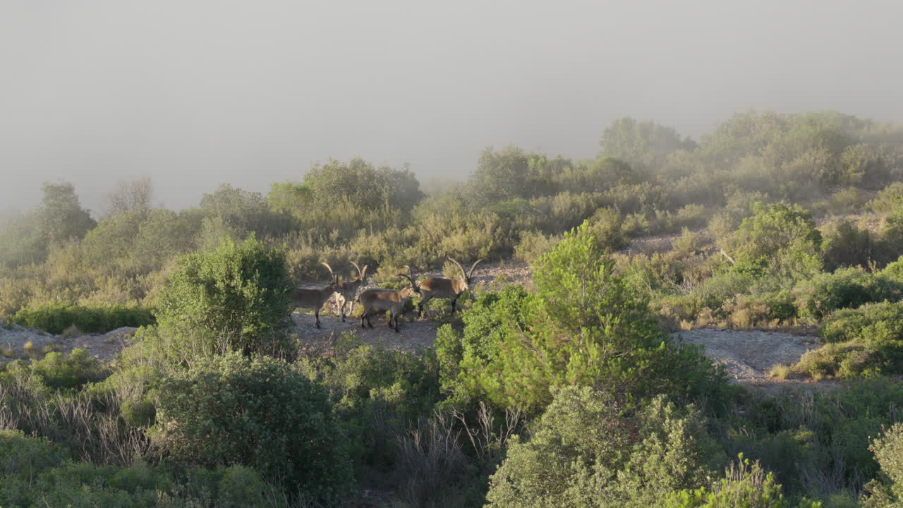 산의 염소  ⁇ 이 안개 같은  ⁇ 은 날 푸른 덤불을 돌아다니고 있습니다.