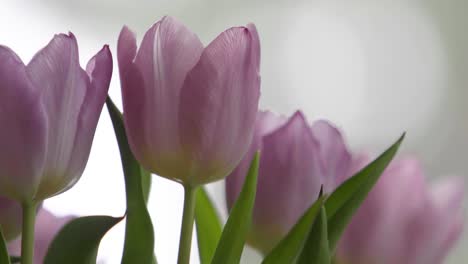 hermosos y elegantes tulipanes rosados frescos. de cerca