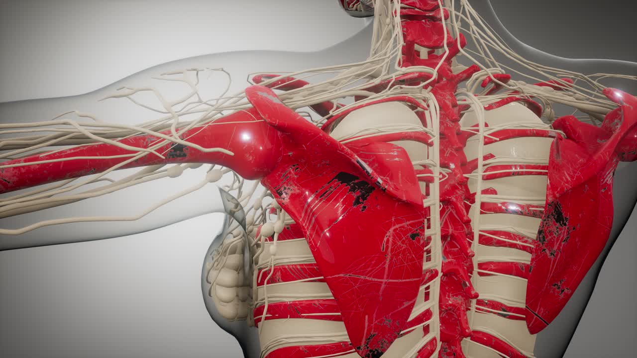 cuerpo humano transparente con huesos visibles