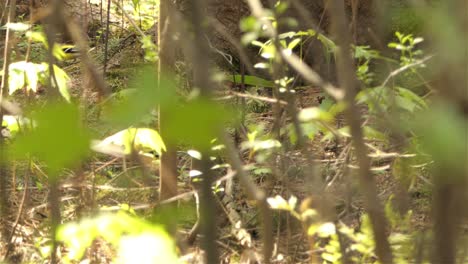 view of american goldfinch birds through trees foraging on the forest ground