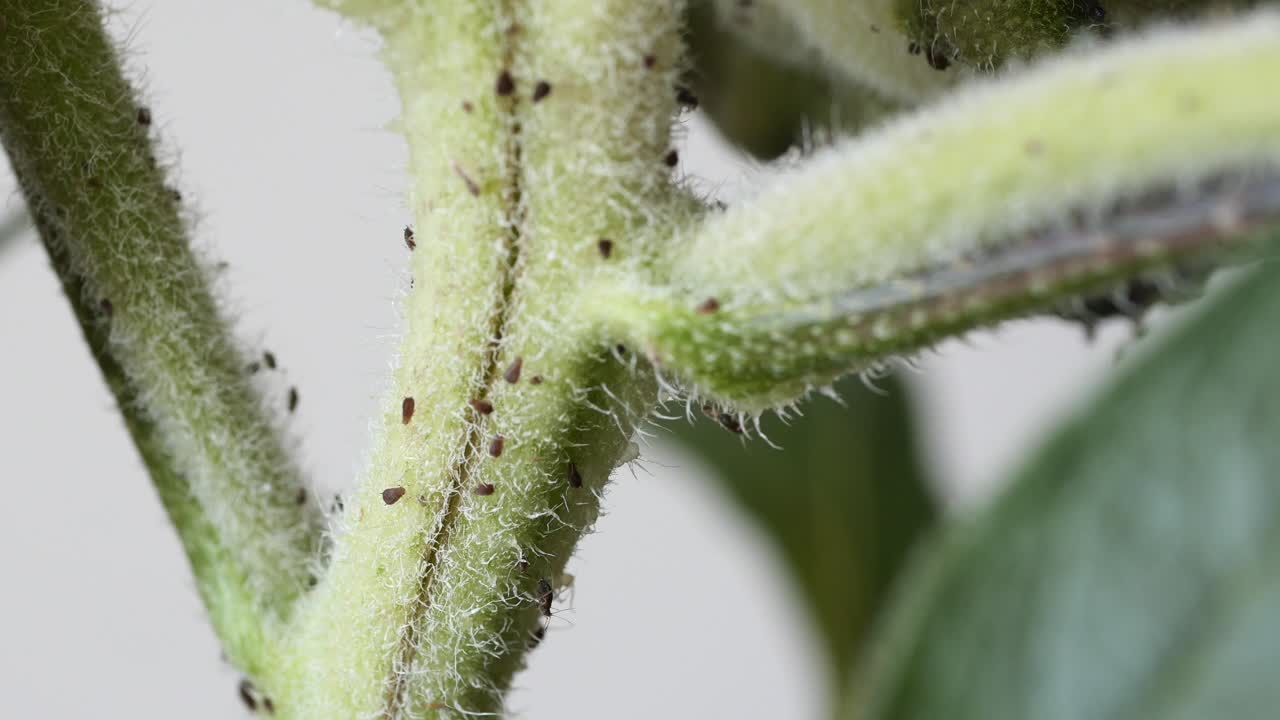 해충과 함께 식물 줄기의 클로즈업