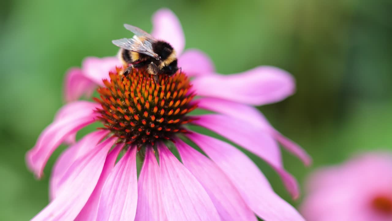 el abejorro polinizando una coníferas púrpura en el parque bute