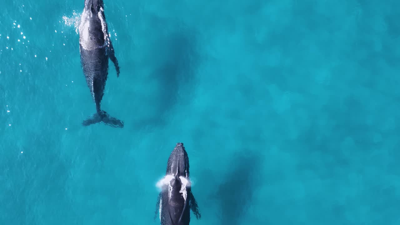 un par de ballenas nadan en formación rompiendo la superficie del océano para tomar un respiro de aire fresco