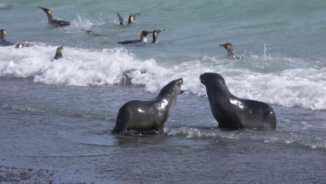 una pareja de focas de pelaje antárticas y pingüinos divirtiéndose en las olas del océano pacífico en un día soleado, en cámara lenta