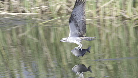 Fischadler-Mit-Einem-Gerade-Gefangenen-Großen-Fisch,-Der-über-Der-Wasseroberfläche-Davonfliegt,-Zeitlupe