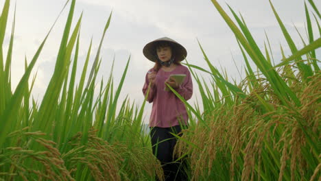 jeune fermier chinois à angle bas portant un chapeau de riz en bambou vérifiant la plantation tout en prenant note de la production des récoltes sur un bloc-notes