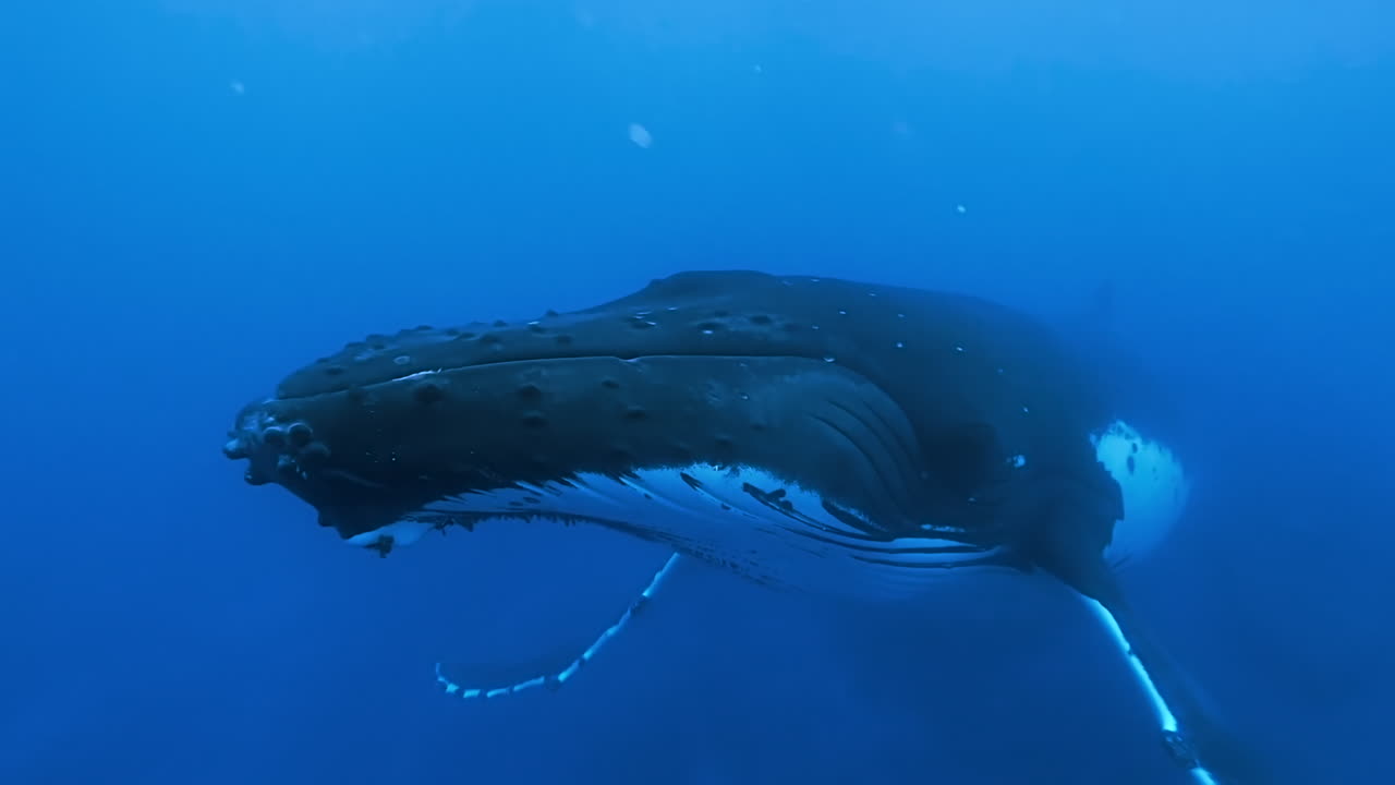 Huge Humpback Whale swims towards camera, surfaces to breathe along with calf