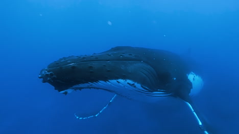 huge humpback whale swims towards camera, surfaces to breathe along with calf