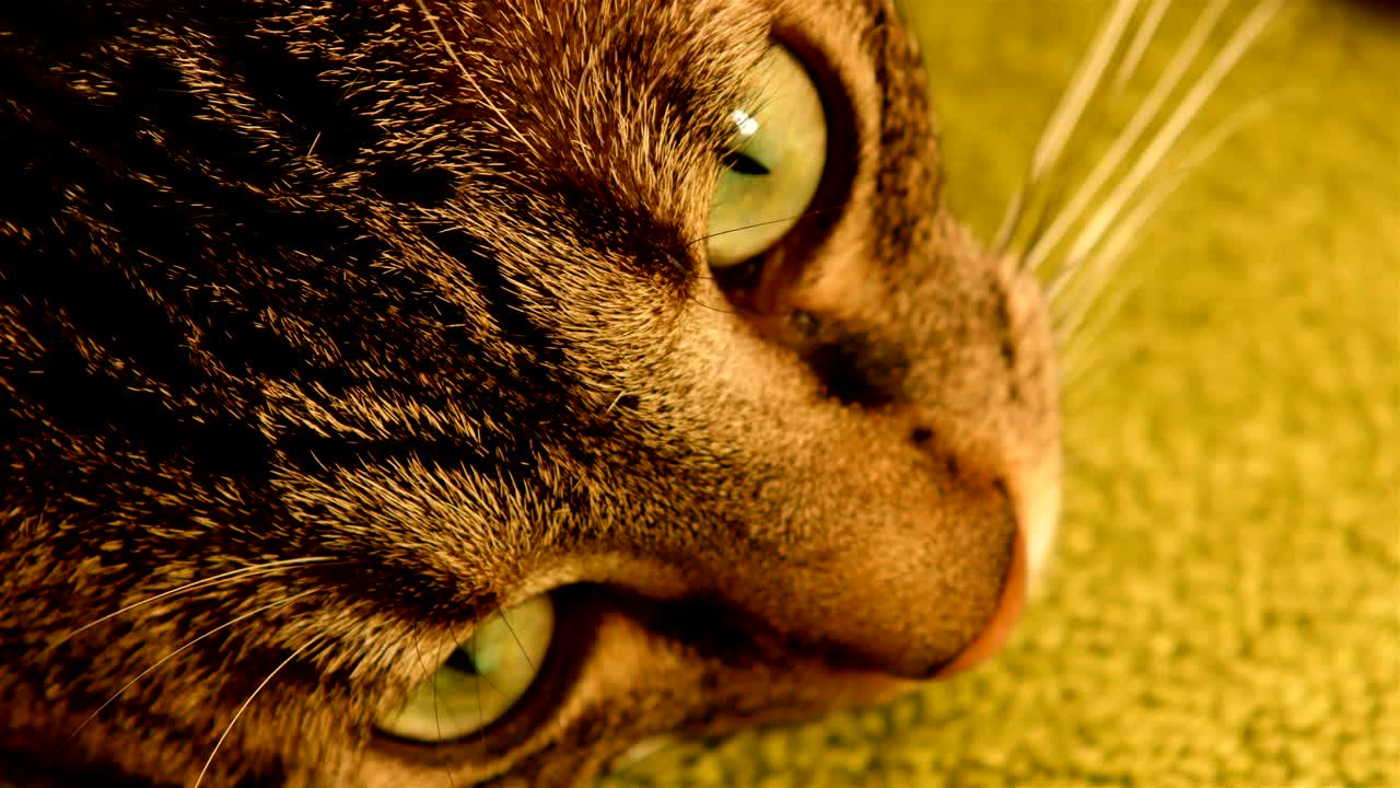 gato gris con bigote en el hocico