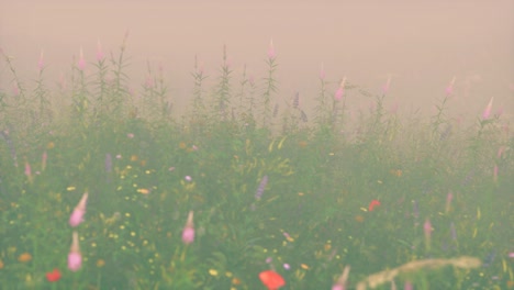 flores silvestres de campo en la niebla profunda