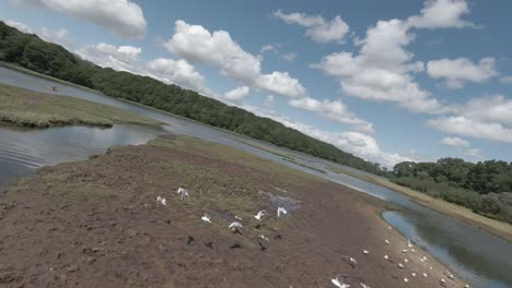 cinematographic fpv empujar a través de vídeo de una bandada de gaviotas volando lejos rápidamente durante un día caluroso y soleado por la costa sur de inglaterra por la costa