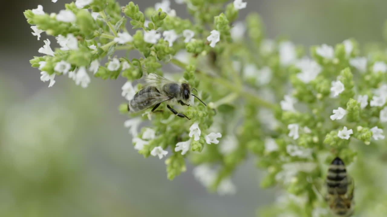 Bee on flowers