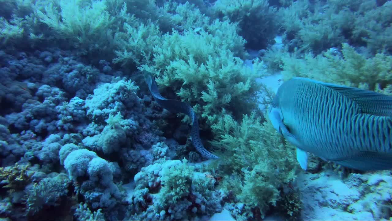 Murena gigante nuota intorno alla barriera corallina con un pesce napoleone a caccia tra il corallo