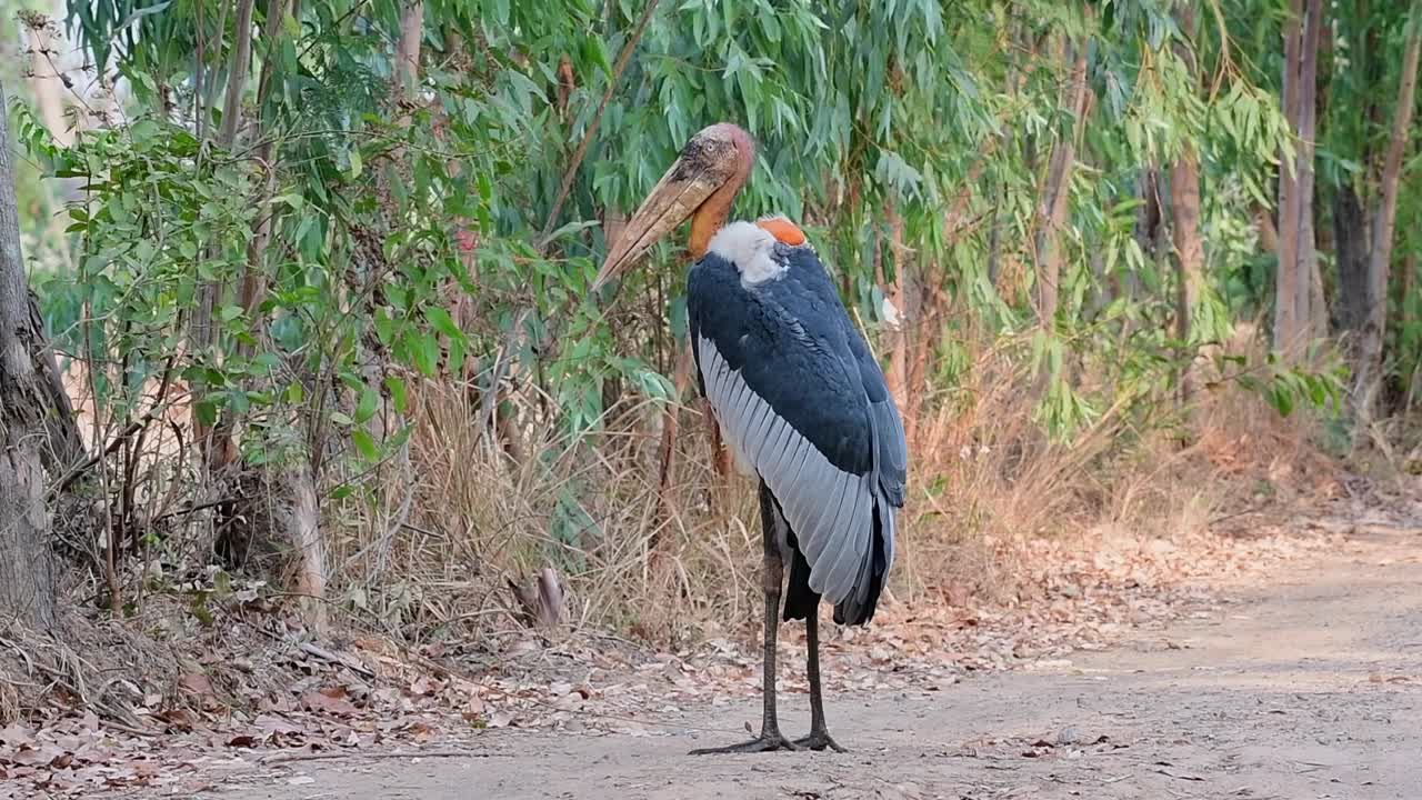 simplemente relajándose y mirando hacia la izquierda durante una mañana ventosa
