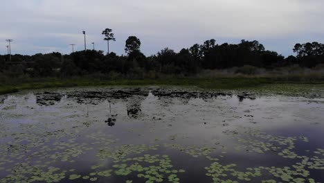 Niedrigwinkel-Drohnenaufnahme-Von-Teichsee-Wasserbäumen-Im-Hintergrund