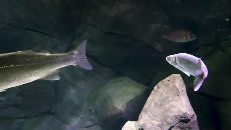 Fische,-Die-In-Den-Tiefen-Und-Felsigen-Gewässern-Schwimmen