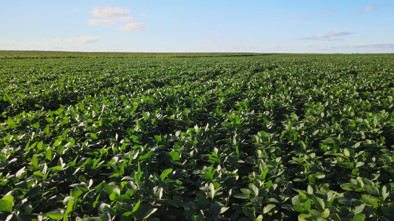 Aerial tracking over vibrant green soybean field in La Pampa with horizon and sky above