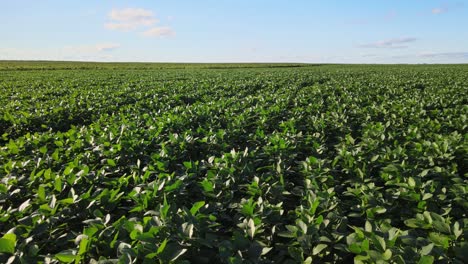 aerial tracking over vibrant green soybean field in la pampa with horizon and sky above