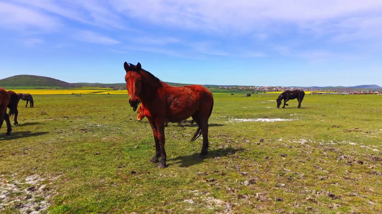 Manada de caballos pastando cerca de la cámara en un prado verde. Animales en primer plano alimentándose de hierba con más caballos y un pueblo dispersos al fondo. Vista aérea.