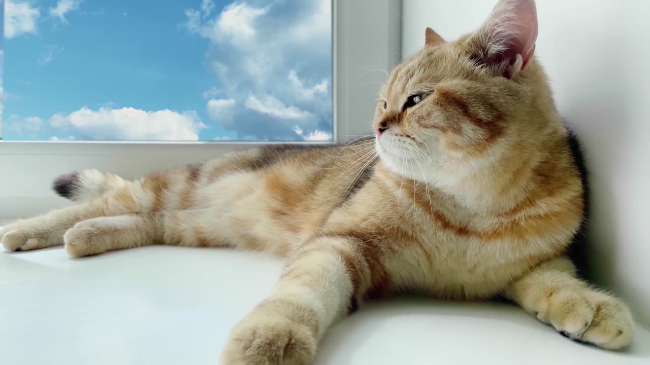 영국 벌 고양이가 창문 위에 누워 휴가에서 주인을 기다리고 있습니다. 시간 경과. 은 칭칠라 고양이 휴식을 취하고 있습니다. 창문에 파란 하늘과 구름이 있습니다.