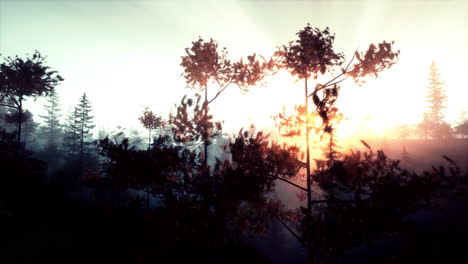 el amanecer sobre un bosque de niebla