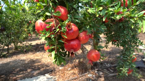 pomegranate tree plantation on picking season