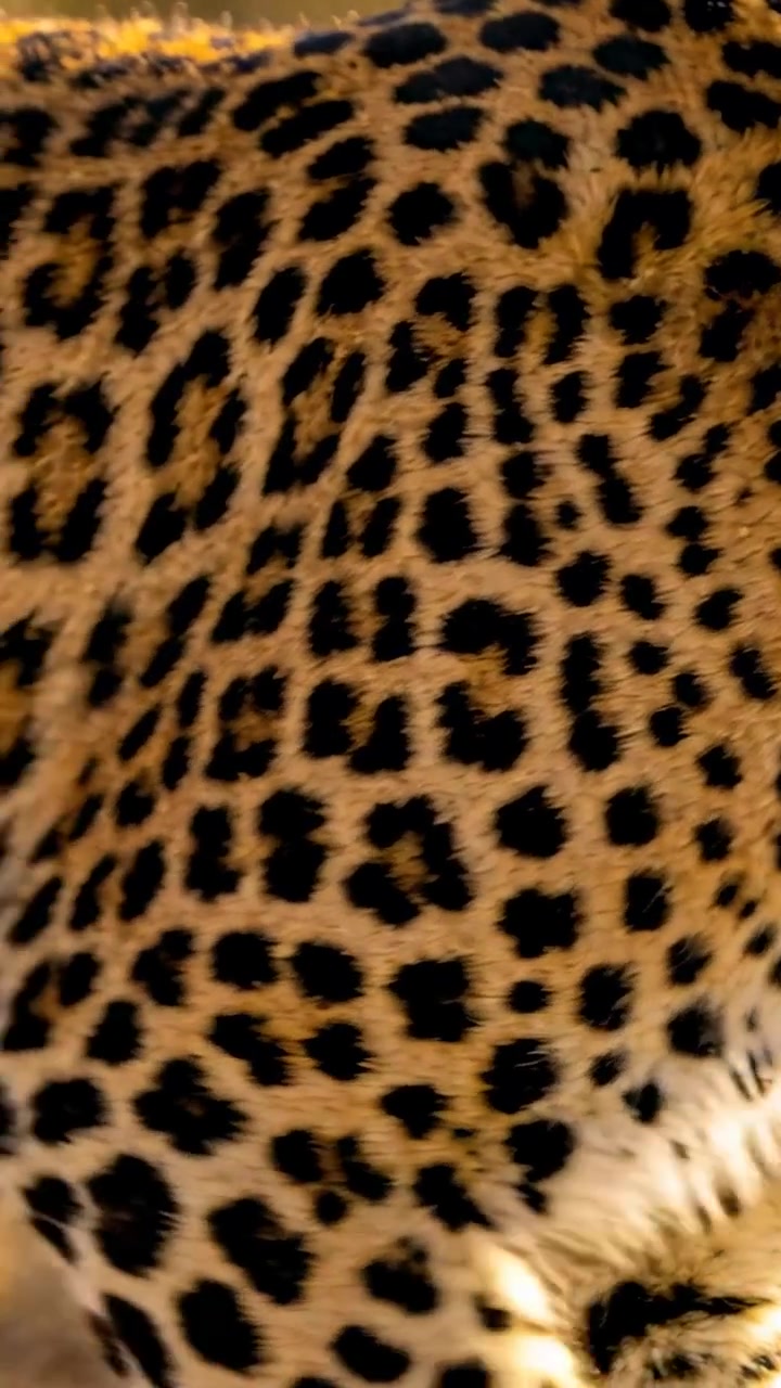 Dikey video: Kadraja giren leopar, savan boyunca hareket ederek arkadan aydınlatmalı rozet desenli yan kürkünü ortaya çıkarıyor