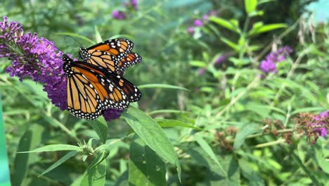 Two-monarch-butterflies-on-purple-phlox-flower,-close-up