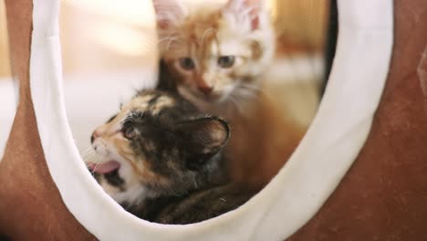 two kittens sitting in a kitty house, and one yawns