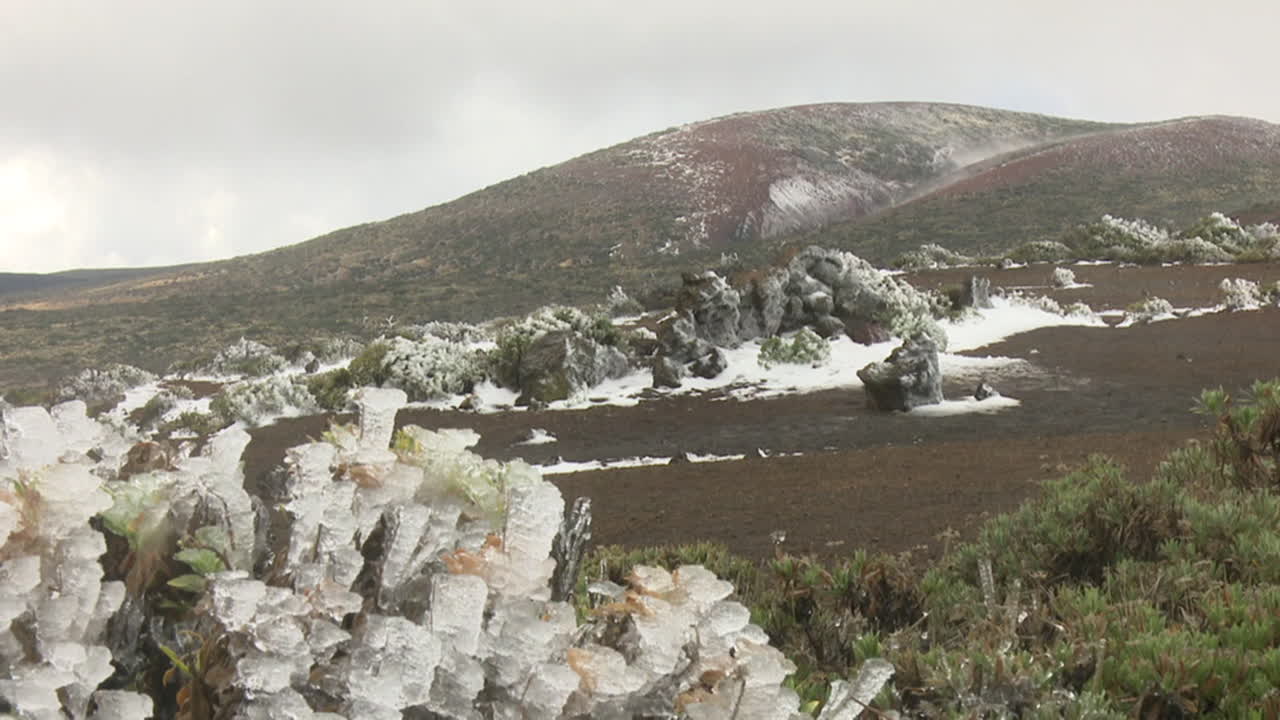 Frozen Plants on a Volcanic Mountain