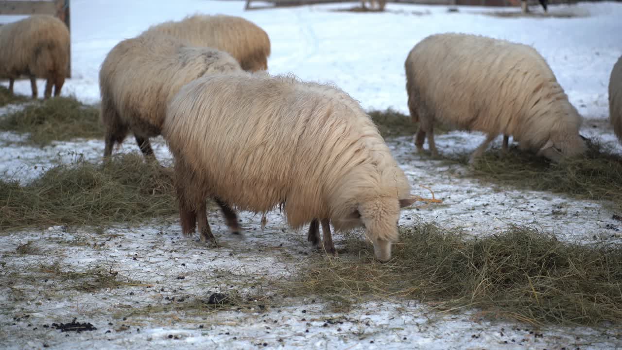 herd of sheep eat hay spread out by a farmer in Romania