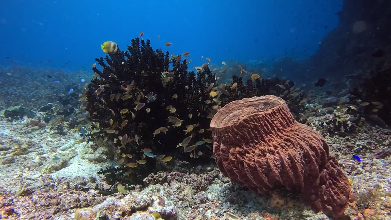 Grande spugna e corallo verde con centinaia di piccoli anthias rossi nel Parco Nazionale di Raja Ampat.
