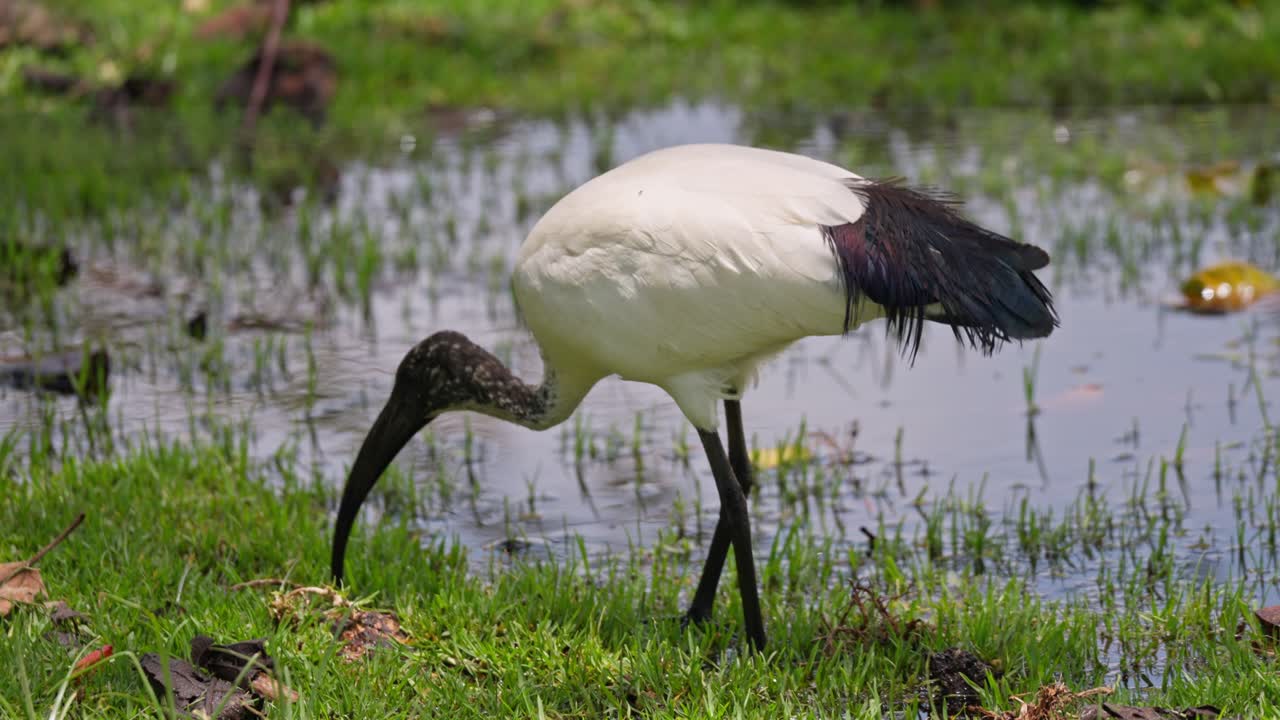 Afrikansk helig ibis letar efter föda på lerig sjöstrand med grön våtmarksväxtlighet vid Lake Naivasha, Kenya
