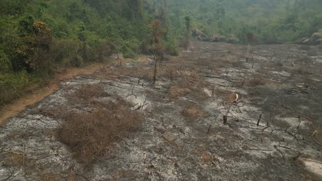 Aerial-dramatic-scene-over-a-burnt-forest-in-Laos,-where-only-ashes-remain