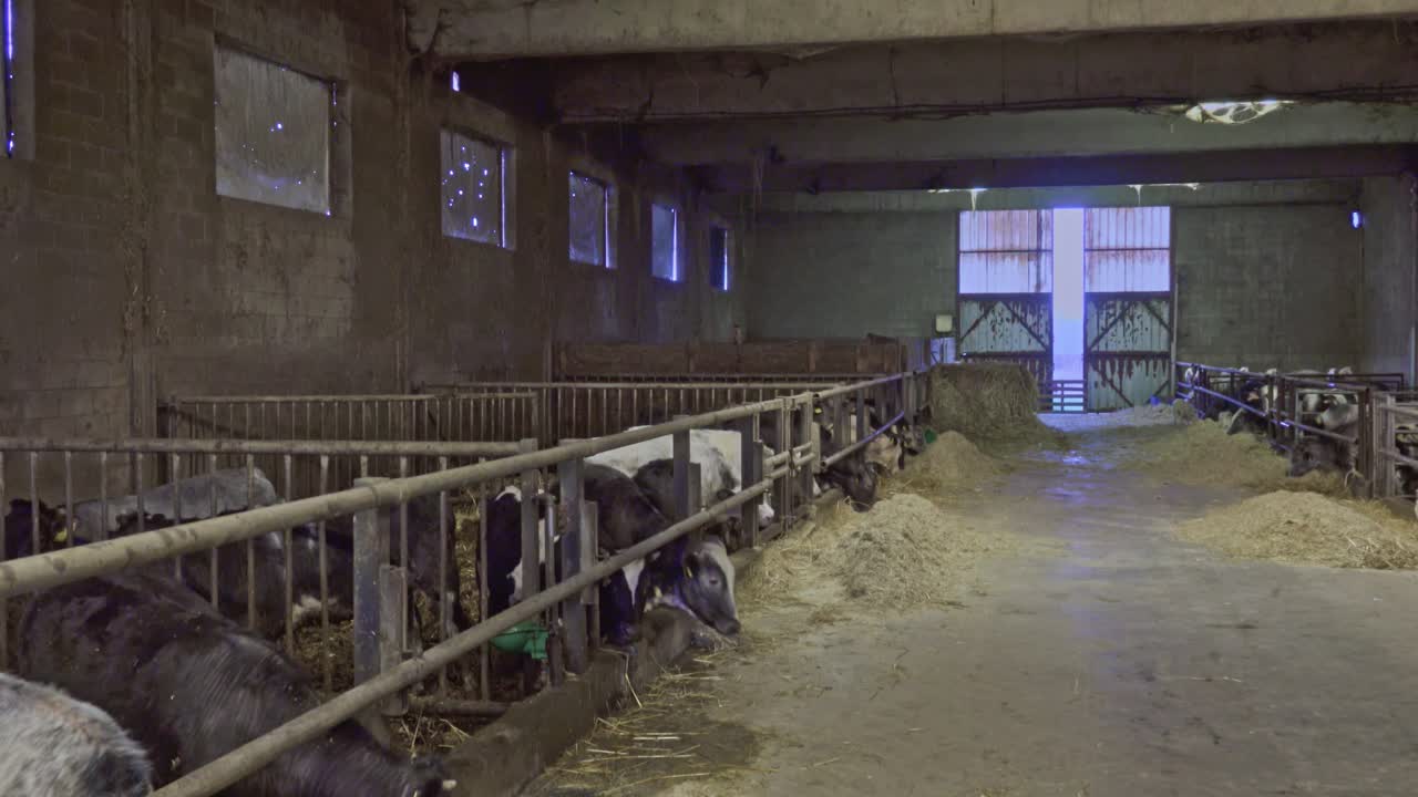in einem viehstall, kühe und kälber