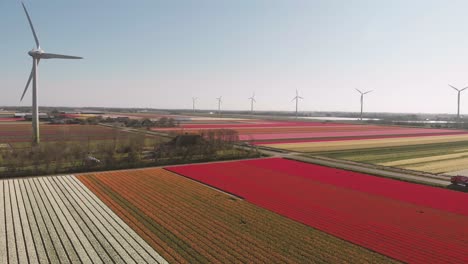 red, orange and white tulips growing on a dutch field with turning windmills and a truck is driving over a road on a bright day in the spring in noord-holland