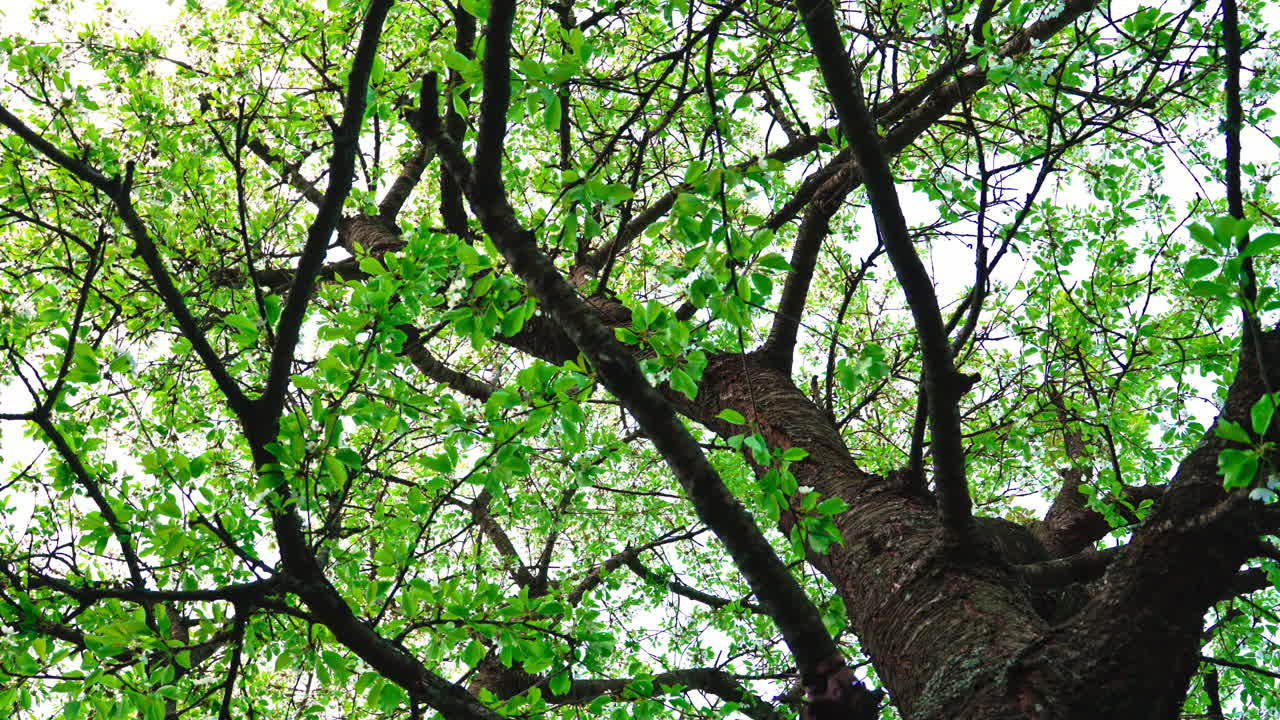 Tall thick old cherry tree trunk with green young leaves and white flowers.