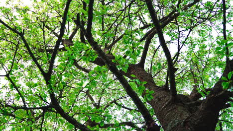 tall thick old cherry tree trunk with green young leaves and white flowers.