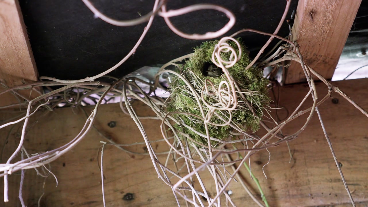 Small Eurasian Wren busily adding materials to its mossy nest in a sheltered environment. Eye-level perspective capturing bird behavior and nesting habits in spring.