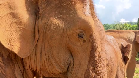 close-up of an asian elephant head