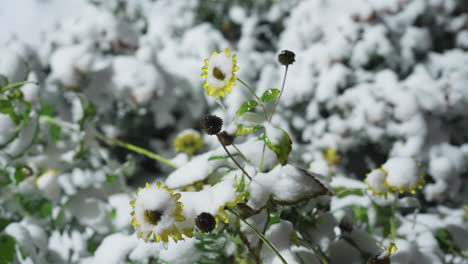 snow-covered sunflowers blanketed in fresh white snow, surrounded by frosted plants in a serene winter garden setting with soft, blurred background