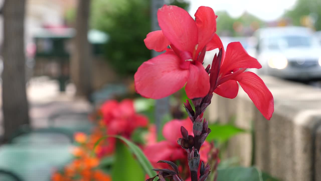 도시 바람길의 아름다운 꽃