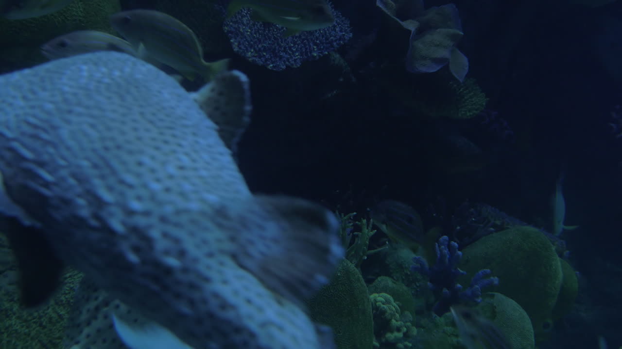 en bangkok tailandia en el oceanario de siam mundo del océano visto muchos peces tropicales flotantes