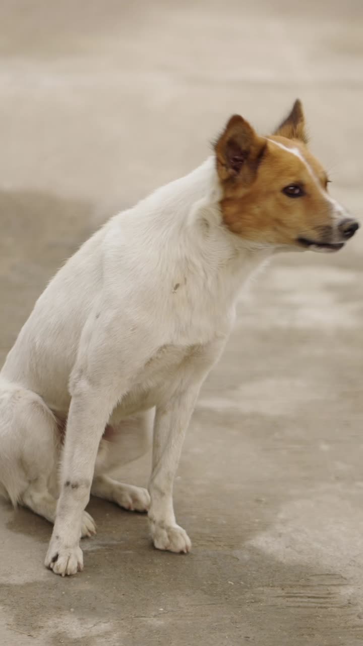 perro sentado en el suelo