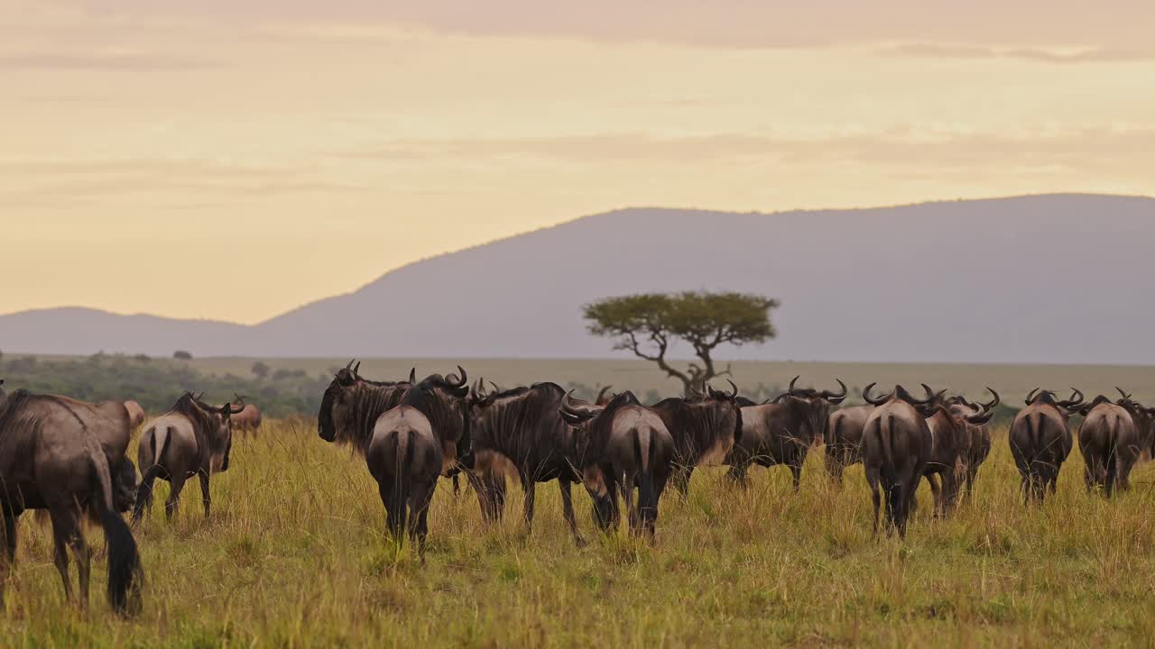gnu caminando en manada, la gran migración en áfrica en las llanuras de la sabana paisaje bajo el espectacular cielo al atardecer y nubes en la sabana, desde masai mara en kenia hasta serengeti en tanzania