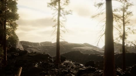 trees-in-fog-in-mountains