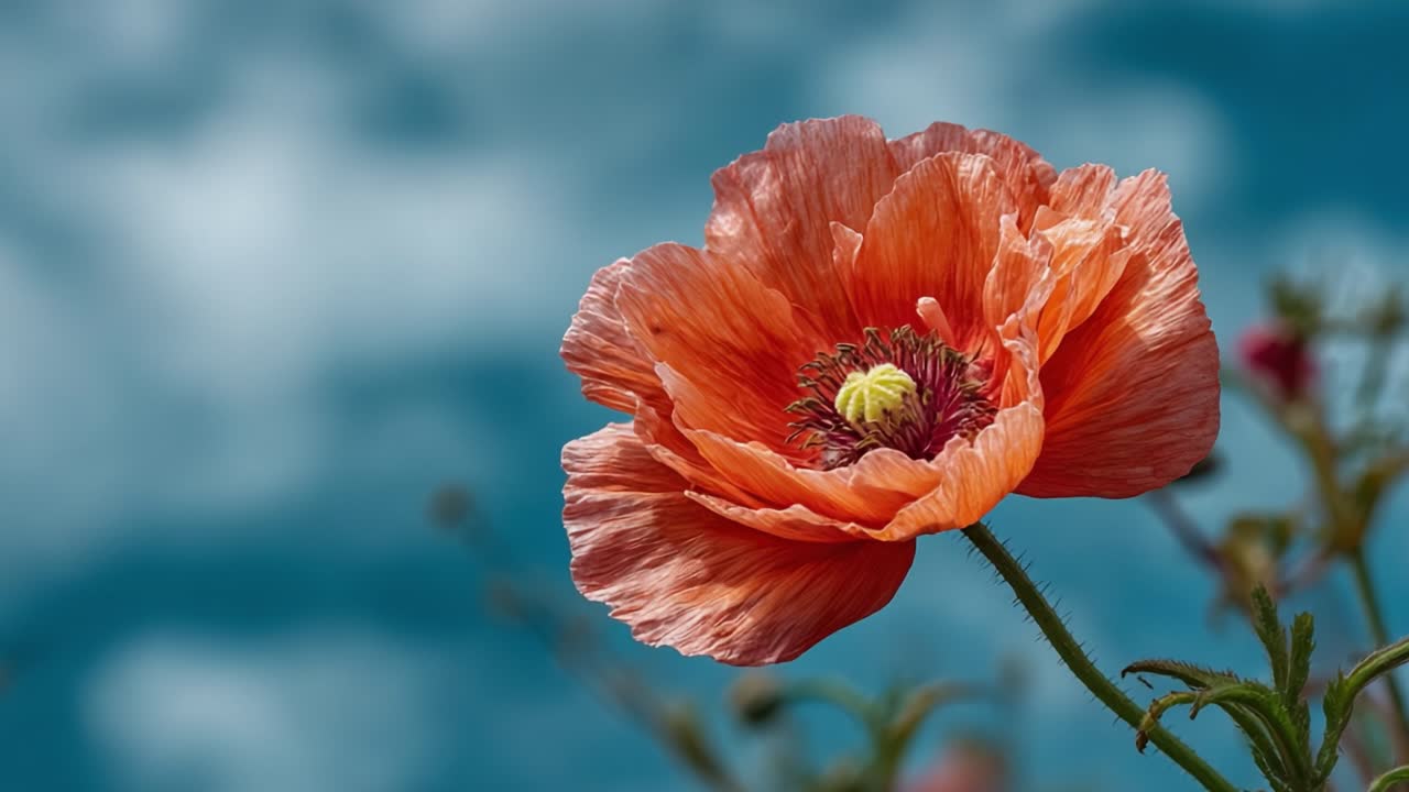 A Stunning Poppy Flower in Bloom, Showcasing Its Vibrant Orange Petals Against a Soft Blue Background, Capturing Nature's Beauty and Grace in Every Detail