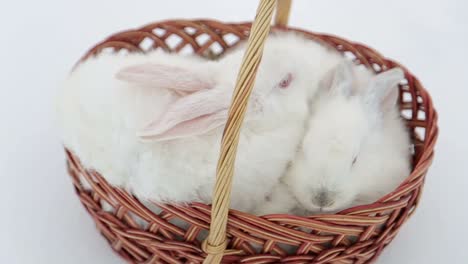 white rabbit is the easter symbol rabbits in the easter basket