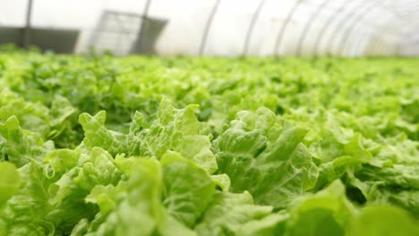 Close-up-view-of-pesticide-free,-organic-and-sustainable-green-lettuce,-inside-a-greenhouse