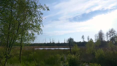 Scenic Swamp Landscape with Trees and Sky